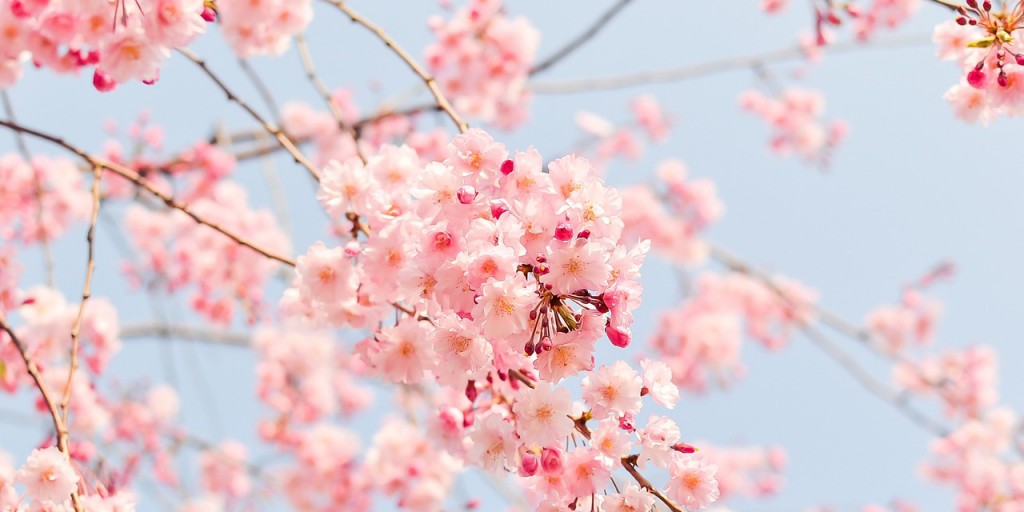 la primavera